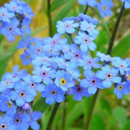 Myosotis Alpestris (Alpine forget me not) - 100 seeds