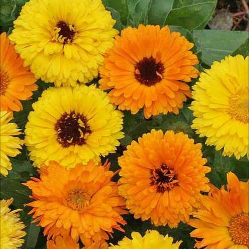 Calendula `pacific beauty` - 50 seeds