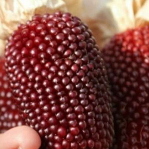 Strawberry popcorn - 15 seeds