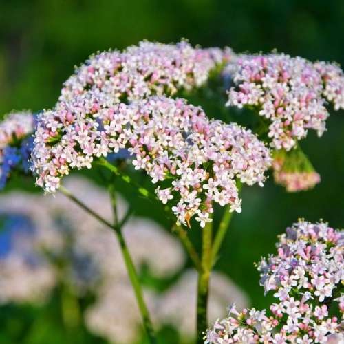 Valerian - 20 seeds
