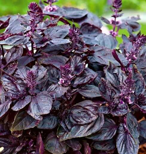 `Red rubin` basil - 50 seeds
