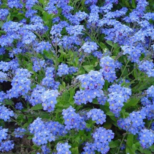 Chinese forget me not (Cynoglossum amabile) - 25 seeds