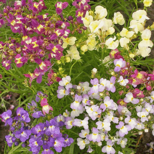 Linaria `fairy bouquet` - 200 seeds