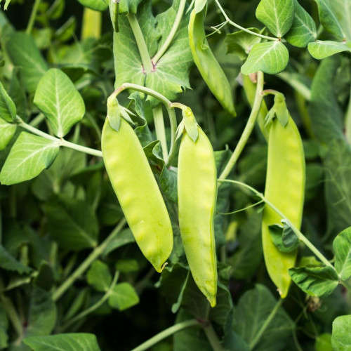 Snow pea `oregon sugar pod` - 15 seeds