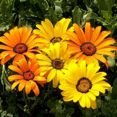Namaqualand Daisy (Dimorphotheca hybrids) - 500 seeds