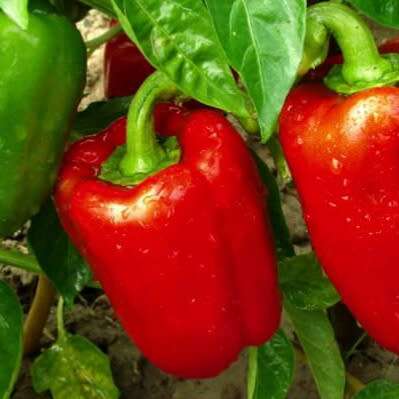 Red bell pepper - 50 seeds