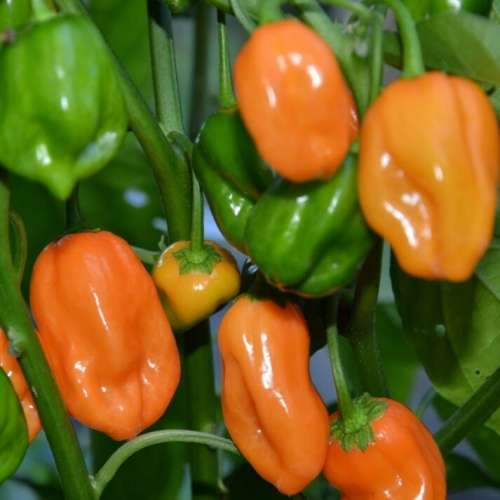 Orange habanero - 25 seeds