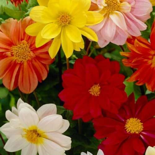 Dahlia `unwins mix` - 50 seeds