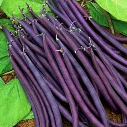 Bush bean `purple queen` - 10 seeds