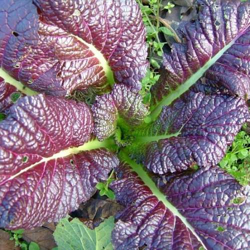 Giant red mustard - 200 seeds