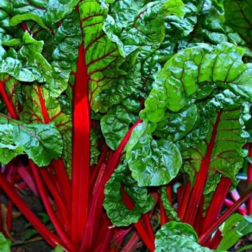Rhubarb chard - 40 seeds