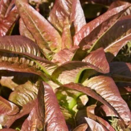 Lettuce `deer tongue red` - 25 seeds