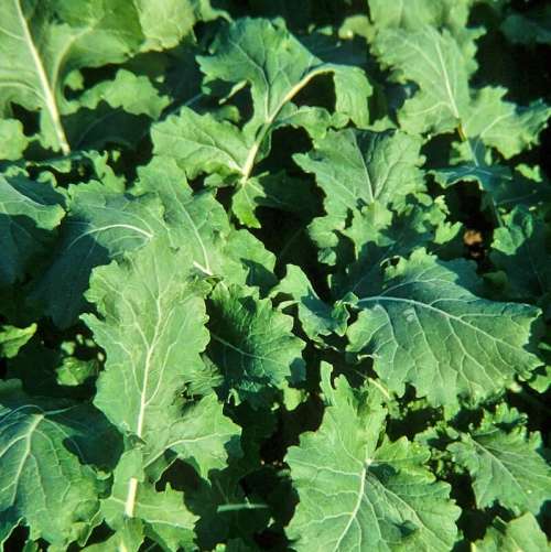 Rape `english giant` - 100 seeds
