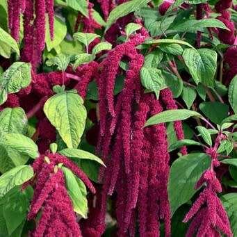 Foxtail amaranth - 25 seeds