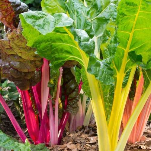 Swiss chard (mixed) - 50 seeds