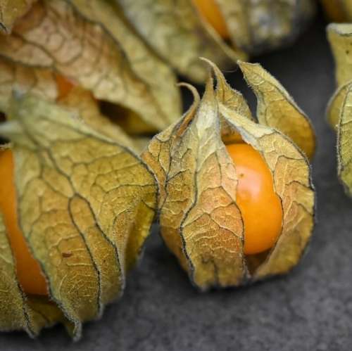 Cape gooseberry - 50 seeds