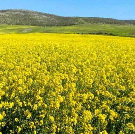 Yellow mustard - 500 seeds