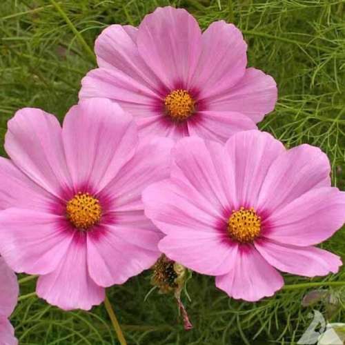 Cosmos `gloria` - 50 seeds