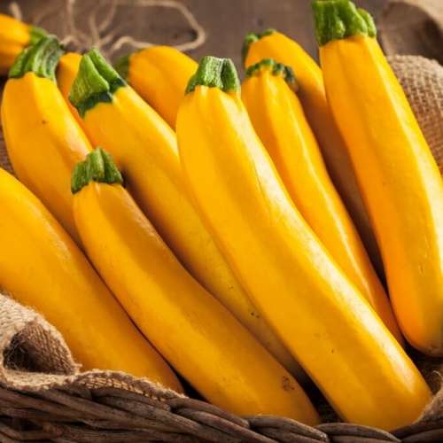 Golden zucchini - 5 seeds