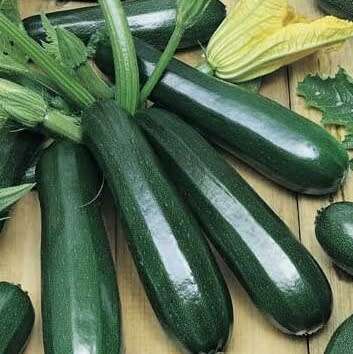 `Black beauty` zucchini - 5 seeds