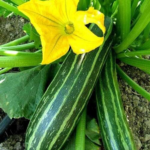 Cocozelle zucchini - 5 seeds