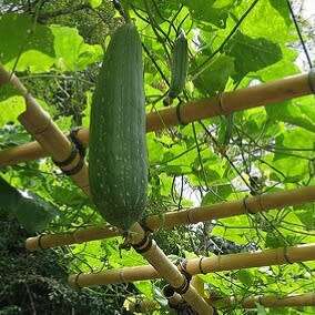 Luffa - 5 seeds