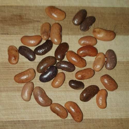 Bush bean `pebblestone` - 5 seeds