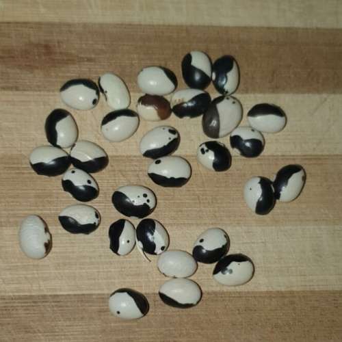 Orca bean - 5 seeds