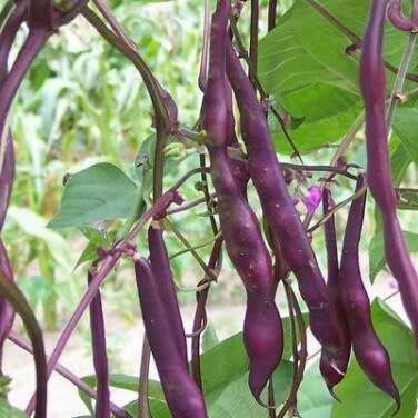 Pole bean `blue peter` - 10 seeds