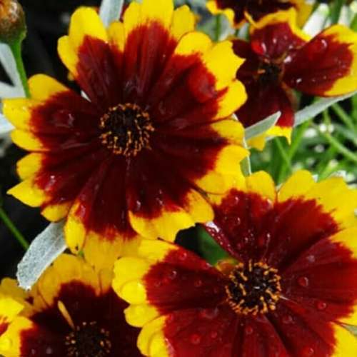 Cosmidium `brunette` - 10 seeds