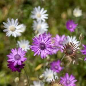Xeranthemum `inmortelle mix` - 20 seeds