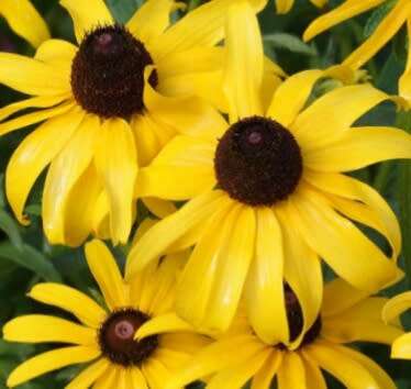 Rudhbeckia hirta (Black eyed susan) - 200 seeds