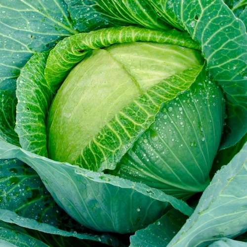 Cabbage `Glory of enkhuizen` - 300 seeds