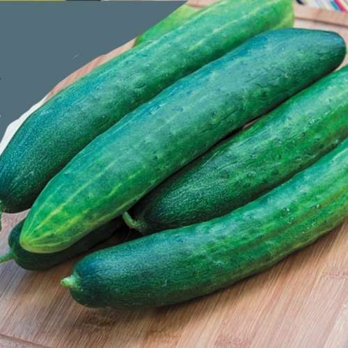 Cucumber `garden sweet burpless` - 10 seeds