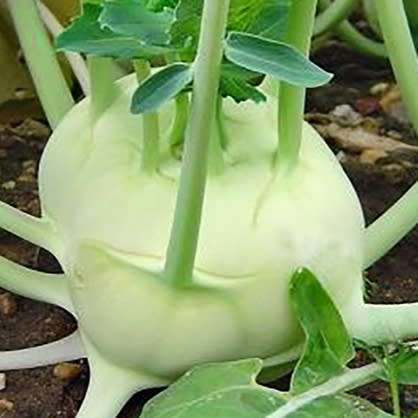 Kohlrabi `white vienna` - 200 seeds