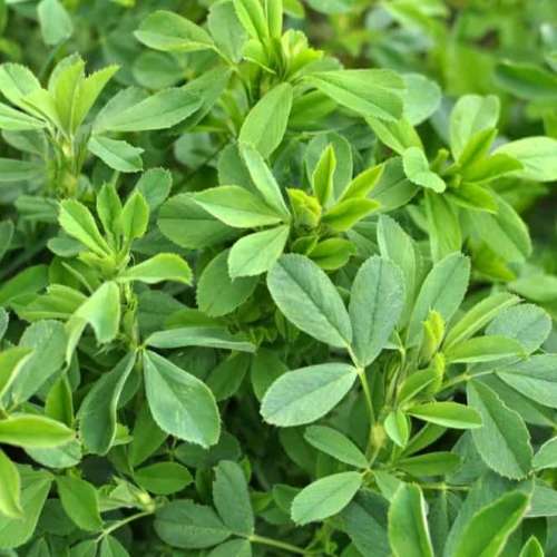 Lucerne - 400 seeds