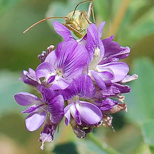 Lucerne - 400 seeds