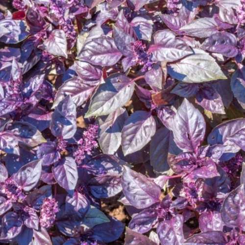 Basil `dark opal` - 50 seeds