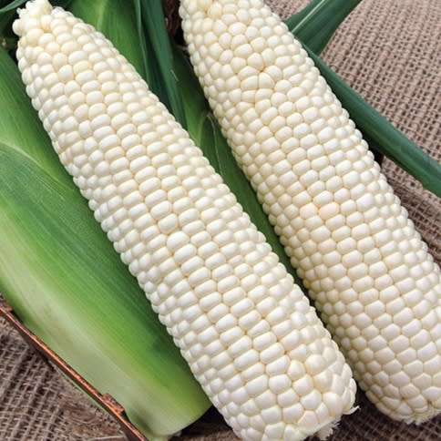 Sweetcorn `stowells evergreen` - 20 seeds