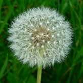 Dandelion (Taraxacum officionale) - 50 seeds