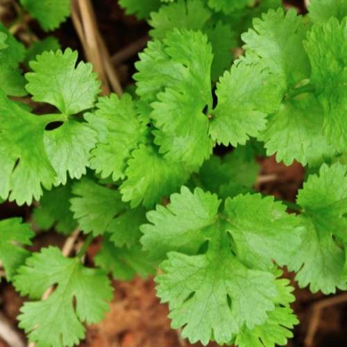Coriander `slowbolt` - 100 seeds