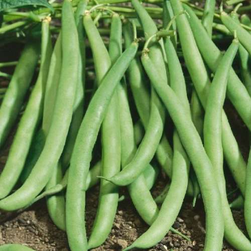 Bush bean `contender` - 10 seeds