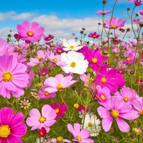 Cosmos 'sensation' mix - 100 seeds