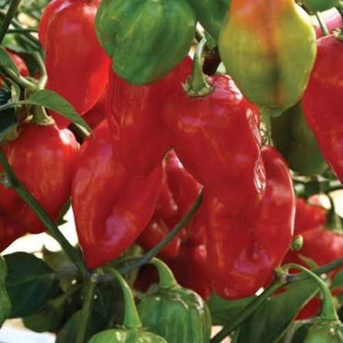 Red habanero - 25 seeds