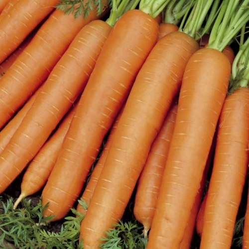 Carrot `cape market` - 250 seeds