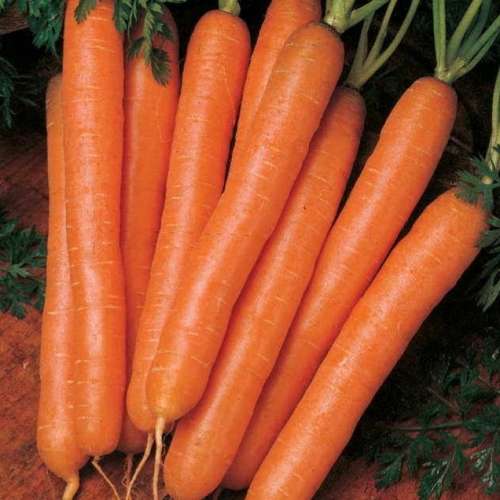 Carrot `nantes` - 250 seeds