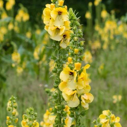 Mullein (Verbascum thapsus) herb- 50 seeds