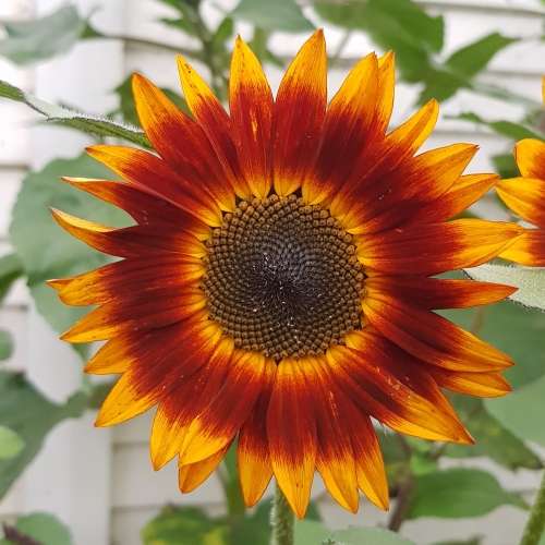 Sunflower `evening sun` - 25 seeds