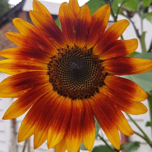 Sunflower `evening sun` - 25 seeds