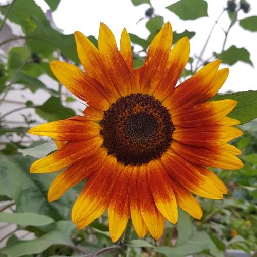 Sunflower `evening sun` - 25 seeds
